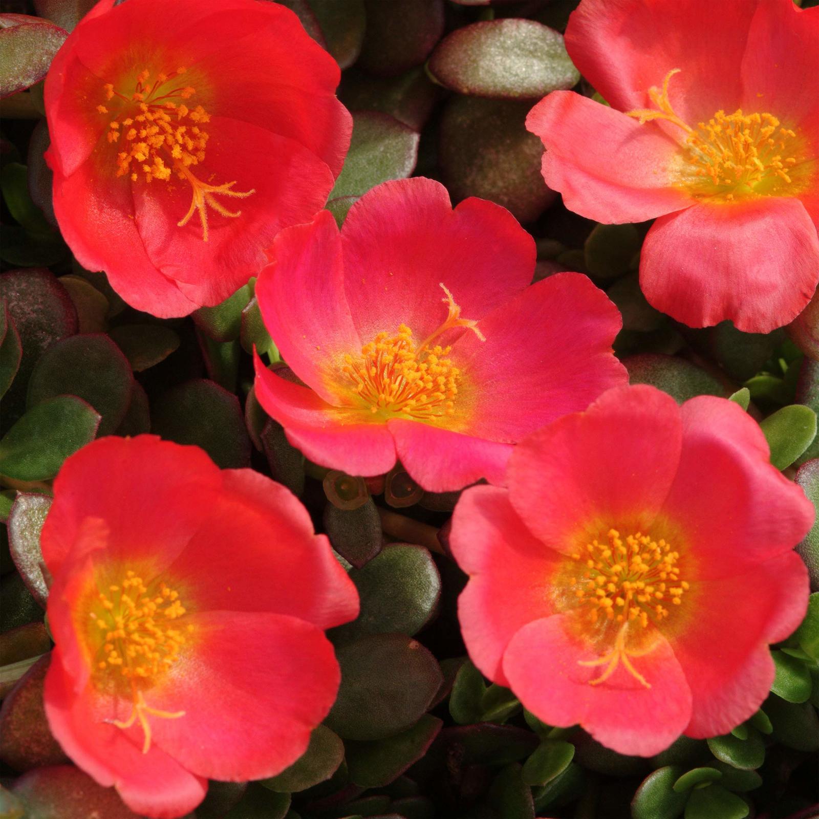Red Purslane Seeds | Spinach-like Flavor, Succulent Leaves &amp; Pink Stems - $6.54+