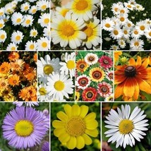 Daisy Wildflower Seed Mix 10 Daisy Species Packet - $8.00