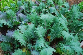 ArfanJaya Red Russian Kale Seeds 500 Vegetable Garden Non-Gmo - £6.22 GBP