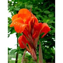   Red Canna Lily Flower 5 Seeds #SFB11 - £15.95 GBP