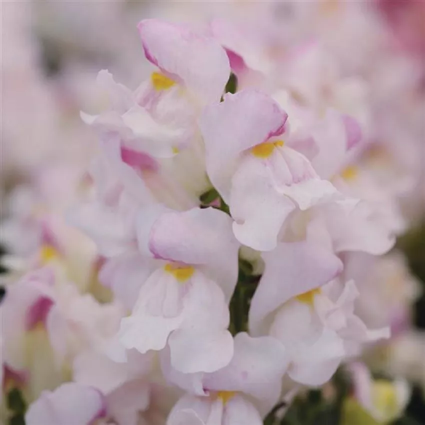 Snapdragon Seeds 50 Pelleted Seeds Snapdragon Snapshot Plumblossom - $14.26