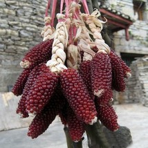 US Seller 30 Red Strawberry Popcorn Seeds Heirloom &amp; Always Fresh Garden Seeds - £6.76 GBP