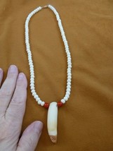 (G160-300A) 2-3/8&quot; GATOR Alligator Tooth white aceh bovine bone + red NECKLACE - £48.51 GBP