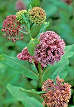 Pink Milkweed 101 Seeds, Asclepias Syriaca, Monarch Butterfly Flower From US - $8.79