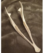 Real Whitetail Deer Jaw Taxidermy Clean Teeth Crafts Bones Bar Hunting C... - £27.36 GBP