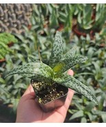 Live Silver Squill Plant - Ledebouria Socialis - Leopard Lily - 4&quot; Pot - $12.49 CAD