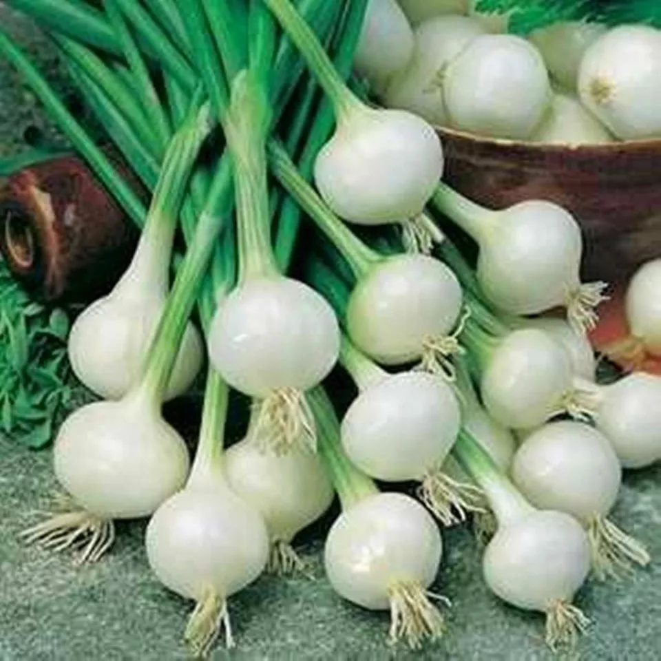 TKBONStore 500 Crystal White Wax Onion NonGMO Seeds - £7.06 GBP