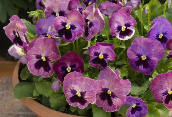 50 Pansy Seeds Delta Premium Persian Medley Flower Seeds Fresh - £9.43 GBP