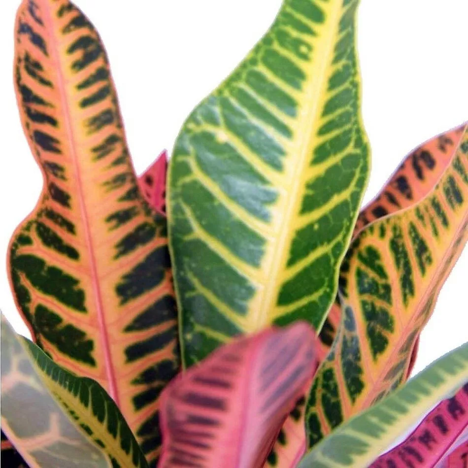 Croton Varietie Colorful Nervias Easy And Fast To Grow House Live Plant ... - £23.85 GBP