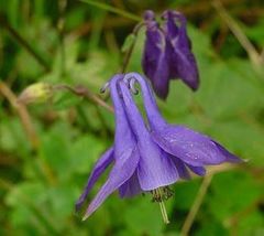 FROM US 200 Seeds Aquilegia Vulgaris Dwarf Columbine GV18 - £25.06 GBP