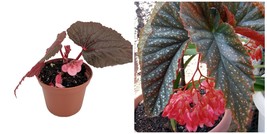 Heirloom Corallina de Lucerna Angel Wing Begonia - 2.5&quot; Pot - Great House Plant - £33.77 GBP
