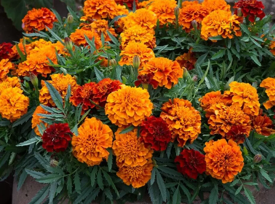 25 Seeds Marigold Fireball Unique Color Changing - $9.50