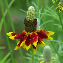 Mexican Hat 400 Seeds Great Cut Flower - $5.00