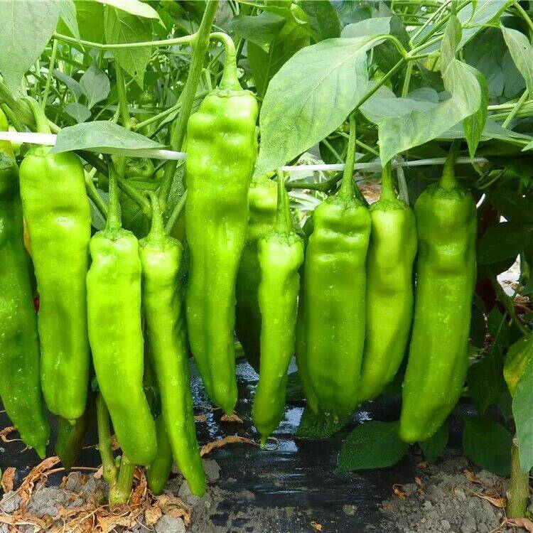 Light Green Long 'Sheep Horn' Sweet Pepper Vegetable F1, 20 seeds