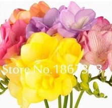 US Seller 200 Pcs Freesia Flower Bonsai Orchid - £7.51 GBP