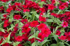 Phlox Red Annual Flower Seeds 100+ Fragrant Heirloom Seller - £1.51 GBP