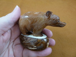 (TNE-BEAR-257-B) Brown grizzly BEAR TAGUA NUT Figurine carving Vegetable... - $28.75