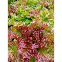 USA Seller Prize Head Leaf Lettuce Seeds Fast Shipping - $12.80