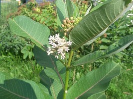 Thjar Monarch Butterfly Milkweed Garden Seed Collection - $6.99