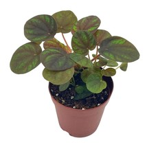 Peppermill Peperomia Frost, 2 inch, (Brownish) Emerald Ripple Pepper, ca... - $9.49
