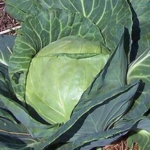 500+ Late Flat Dutch Cabbage Seeds Heirloom Non Gmo - Fresh Garden - $7.36