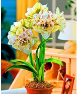 SL Amaryllis Bulb, Yellow Double Flowers With Few Red Stripes - $6.91