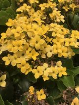 1 Live Plant - 4&quot; Pot Yellow Kalancho Lican Succulent - £33.24 GBP