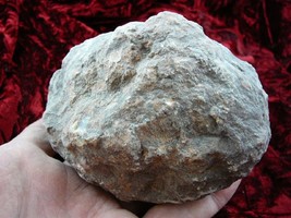 (DF843-103) Fossil REAL DINOSAUR POOP Coprolite scat Dino Valley Utah DU... - $60.76