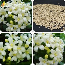 2018 New Murraya Paniculata Orange Jessamine Evergreen Plant 5 Seeds satinwood l - £6.30 GBP