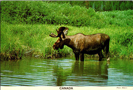 Canadian Moose Looking for Water Lilies  Canada Vintage Postcard - £5.22 GBP