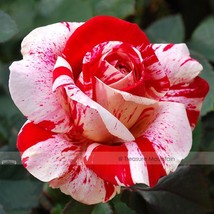 1 Pack 50 Seeds Pink Rose Red Strip Shrub Flower Seeds #Nf386 Fresh Garden USA S - £8.46 GBP