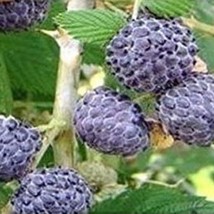 Rubus Leucodermis Black Raspberry 20 Seeds Gardening USA SELLER - £14.20 GBP