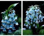 Blue Lily Of The Valley 50 Seeds - $34.93