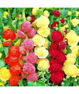 60 SEEDS HOLLYHOCK RARE MIX SPRING GARDEN PLANTING HUGE FLOWERS BEES BORDERS - $12.99