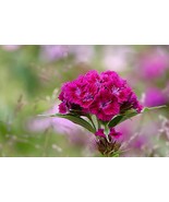 Pink Sweet William Seeds – Fragrant, Biennial, Easy to Grow, Pollinator-... - $3.40+