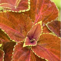 USA SELLER Mpb#2 Coleus Seeds Fairway Orange 50 Seeds Flower Seeds - £15.63 GBP