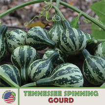 LWSTORE 10 Tennesee Spinning Dancing Gourd Seeds Heirloom Nongmo Genuine USPS Sh - £6.59 GBP