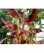 SMALL ROOTED STARTER PLANT SIAM RUBY Variegated Ornamental Banana VERY R... - $39.98