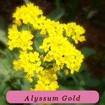 Basket Of Gold Alyssum Seeds Yellow Alyssum Heirloom 1211 Strong Plant - $3.95 CAD
