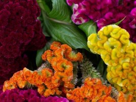 50 Seeds Cockscomb Multicolored Mix Celosia Flower R API D Results From Heirloom S - $8.35