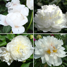 BELLFARM Chinese Peony Mixed 4 Types Fully White Double Petals Flowers 5 Seeds L - $6.99