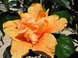 20 Double Orange Hibiscus Seeds Flower Flowers Seed 529Garden Beautiful USA Sell - £11.87 GBP