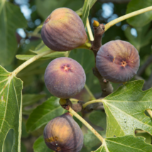 Live Plant - Fig Tree - &#39;Olympian&#39; - Fruiting Fig Tree - Ficus Carica - $36.99