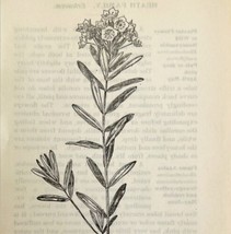 1905 Pale Laurel Flower Print Pen &amp; Ink Lithograph Antique Art 6.75 x 3.75 - £13.94 GBP