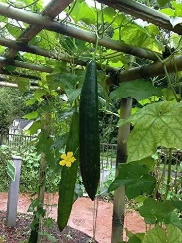 Loofah Gourd Seeds-20 Seeds-Luffa Sponge Gourd, Exotic Vegetable, Easy To Gr Usa - £15.79 GBP