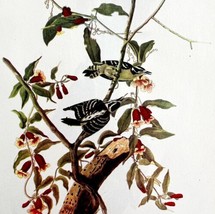 Downy Woodpecker Bird Lithograph 1950 Audubon Antique Art Print DWP6B - £23.62 GBP