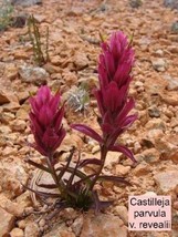 Castilleja Parvula V Revealii Tushar Plateau Indian Paintbrush 10 Seeds - £6.00 GBP