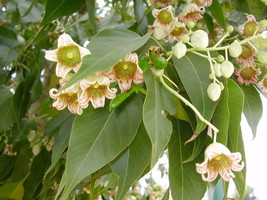 Brachychiton Populneus Hardy Australian Bottle Tree Seeds Garden Fresh USA Shipp - £11.10 GBP