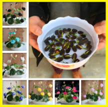 5Pcs Bowl Lotus Flower Seeds Water Lily Home Garden Plants Multi-Color M... - $7.55