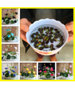 5Pcs Bowl Lotus Flower Seeds Water Lily Home Garden Plants Multi-Color M... - $10.58 CAD